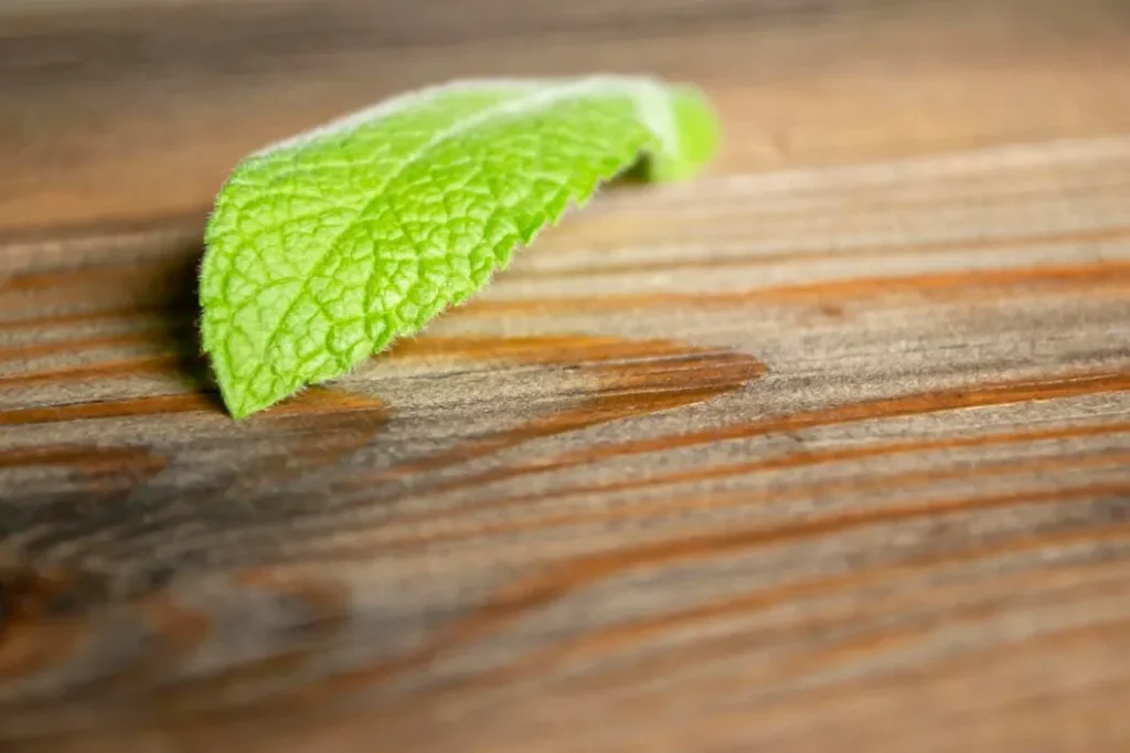 Pemanis Stevia Alami